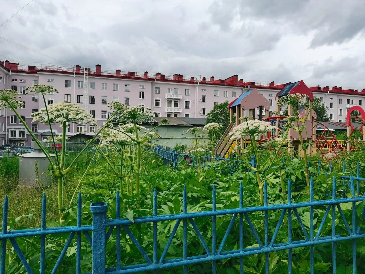 ❗️Опасный борщевик вырос у детской площадки в Мурманске