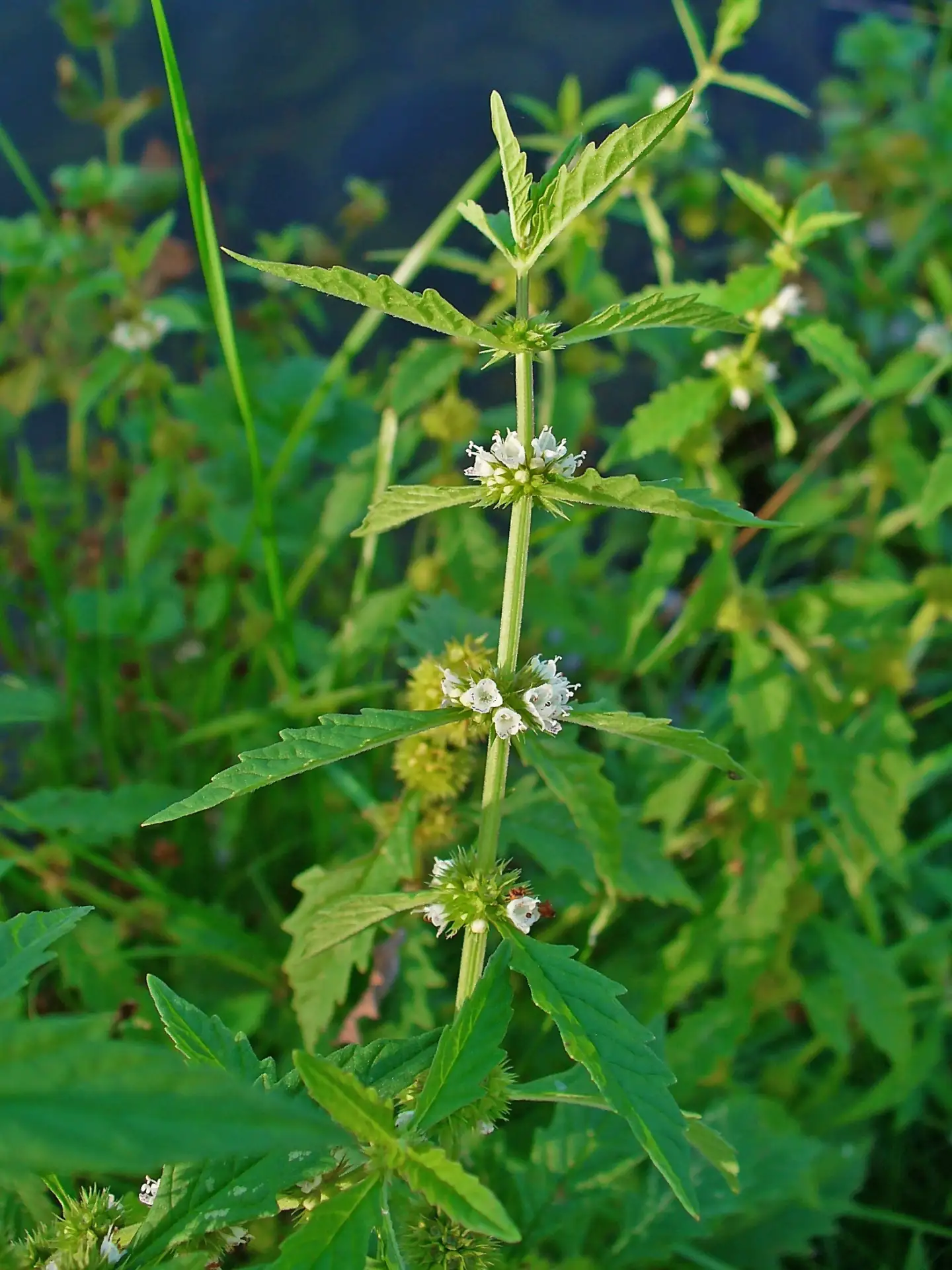 ЗЮЗНИК ЕВРОПЕЙСКИЙ  🌿 🌼 Зюзник европейский - растение, которое помогает при заболеваниях мочеполовой