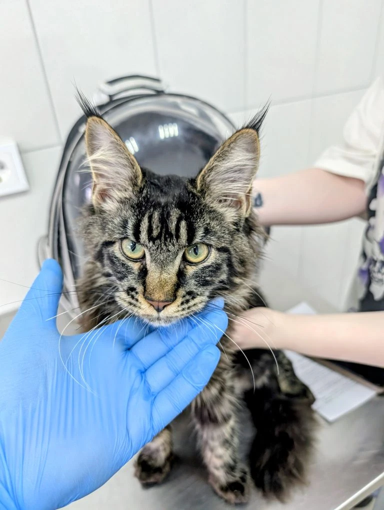 Случай из практики.

К нам на прием поступил маленький котик с резаной раной лобика (играл с ножом).