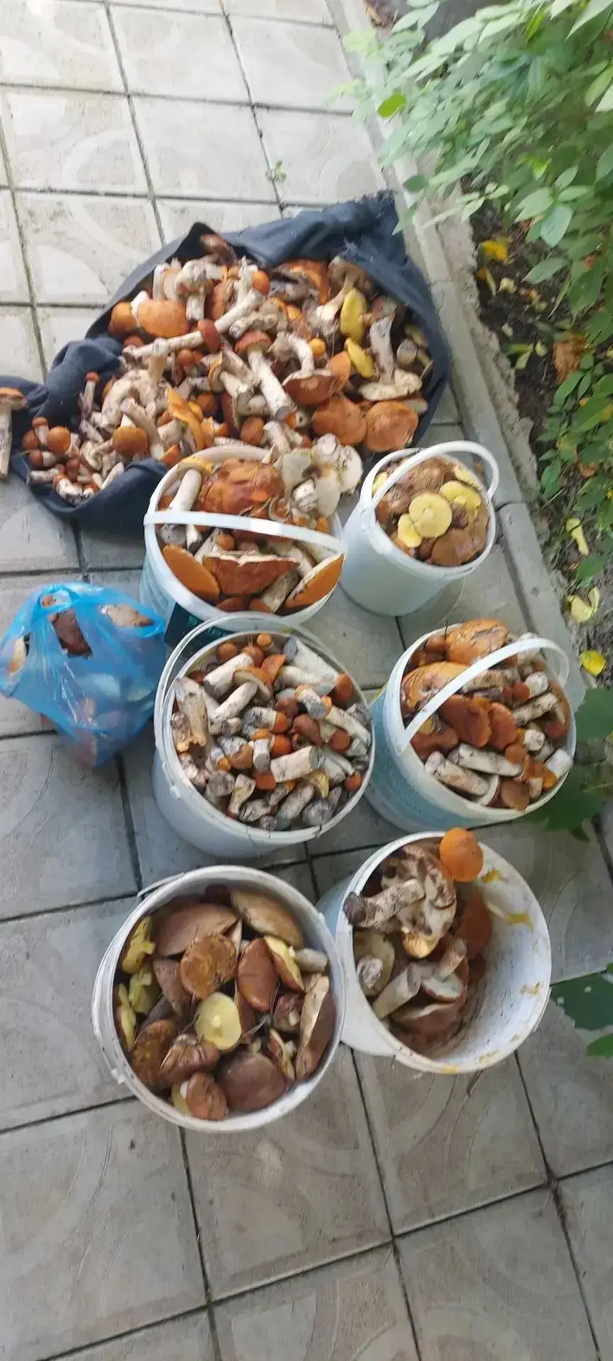 Грибов много не бывает! 🍄‍🟫