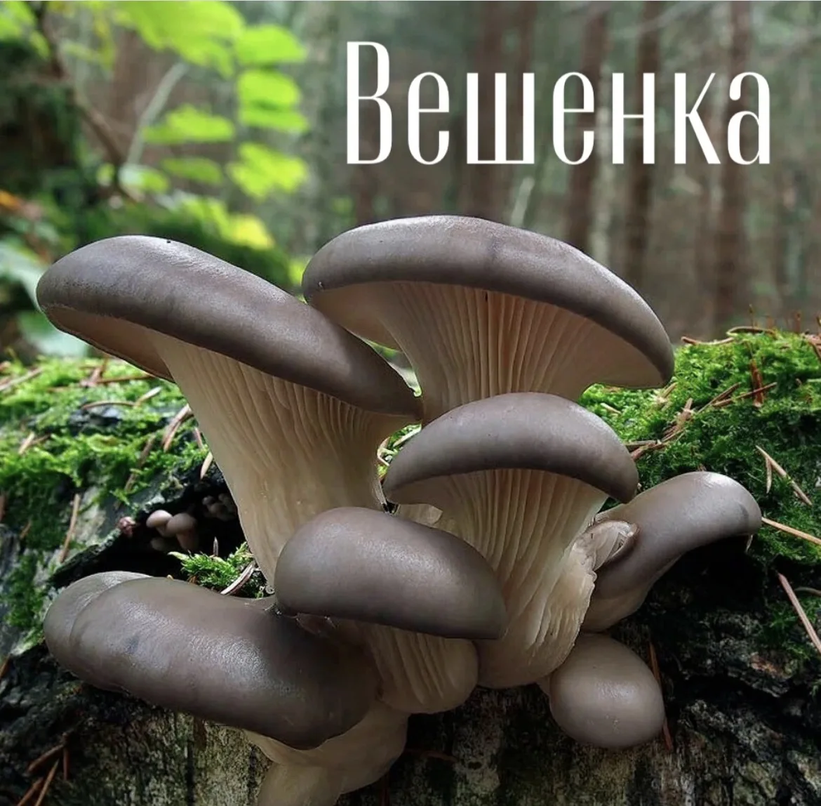 📖 Всё, что нужно знать о вешенке (Pleurotus ostreatus)
Вешенка — частый гость на нашем столе. Мы пр