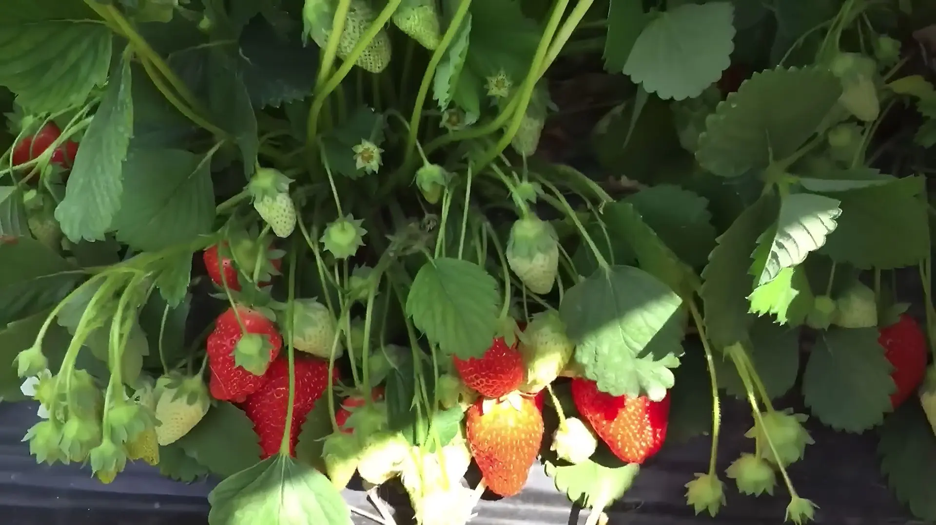 Для КЛУБНИКИ: Не упустите момент!🍓 Подкормка клубники, когда ягоды наливаются.                     
