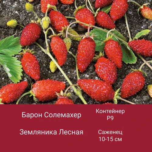 🌿 Хотите украсить участок роскошными растениями?