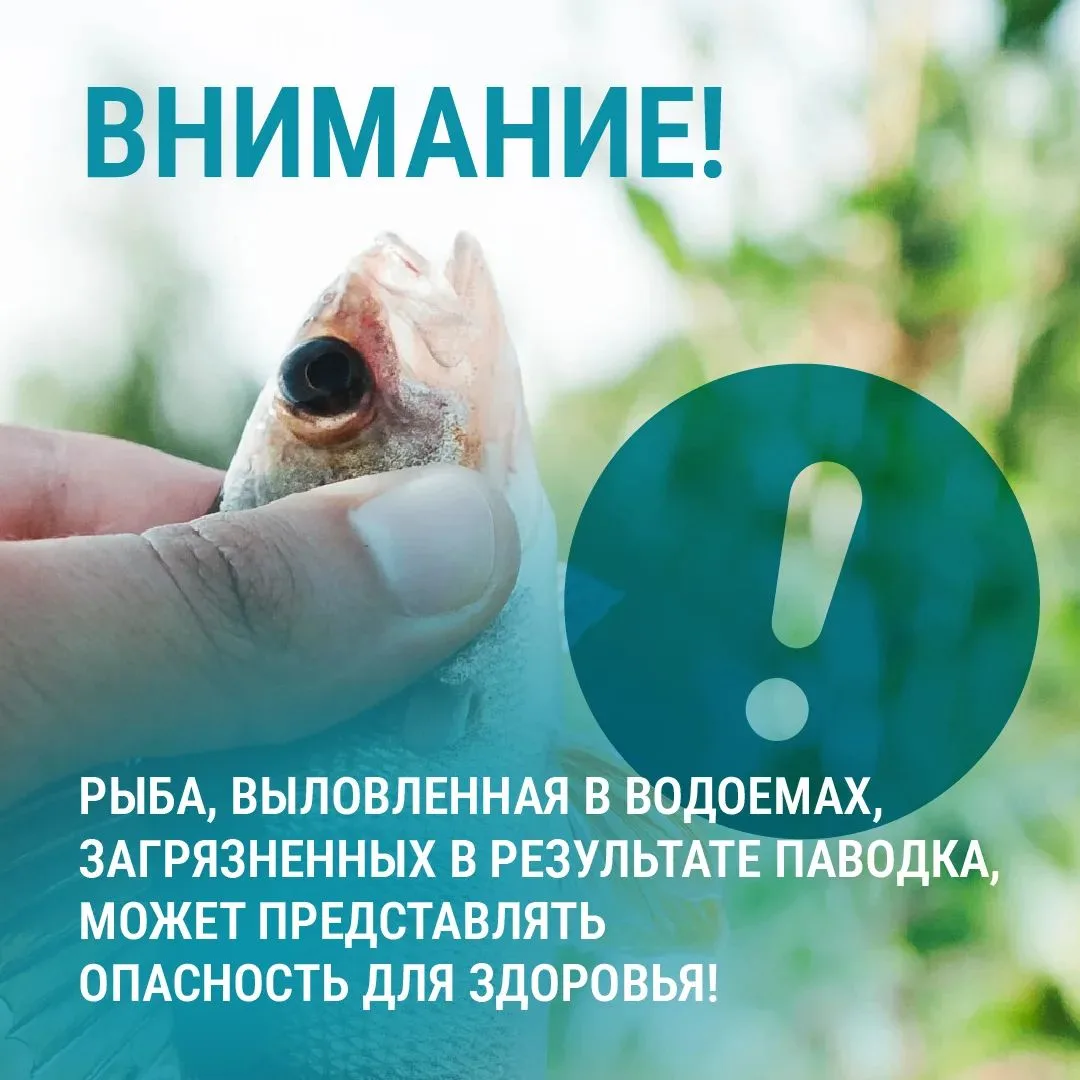 Жители Свердловской области, внимание! 

Рыба, выловленная в лужах, возникших в связи с подтоплением