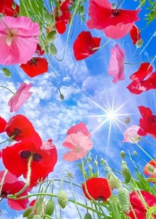🌼🍃☀️🍃🌼

Что бы ни происходило - все будет хорошо! Солнышка вам в душе и радости на сердце!

....