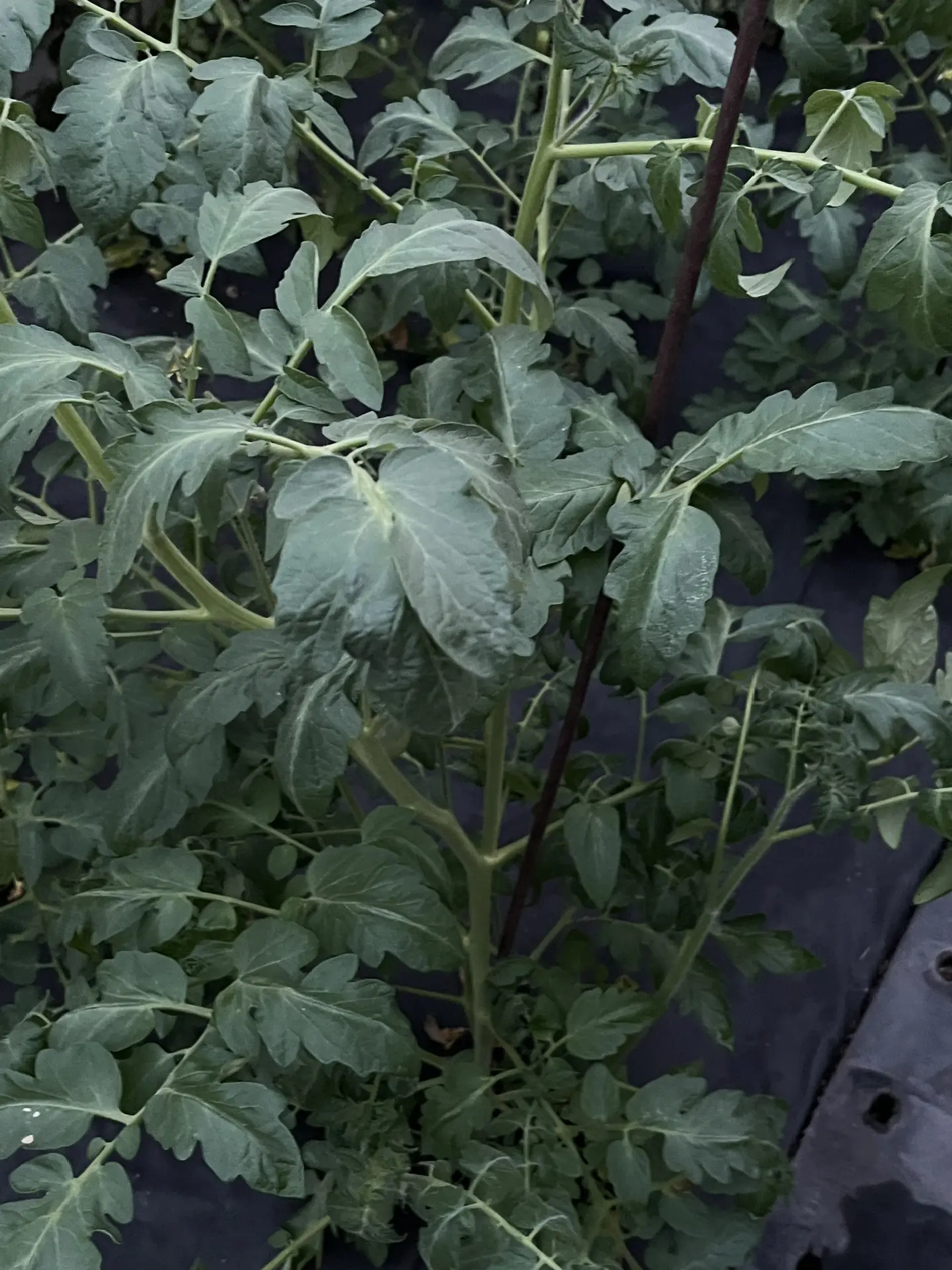 🍅 ИЮЛЬСКАЯ ОПЕРАЦИЯ: НЕ ДАЙТЕ ТОМАТАМ ЖИТЬ СВОЕЙ ЖИЗНЬЮ!

Июль. Томаты уже завязали первые кисти и 
