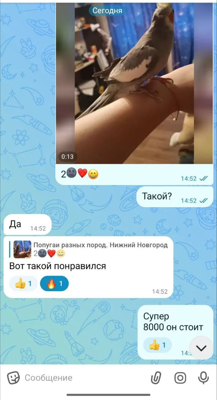 Мальчик один на брони, осталось 4 малыша, парода Карелла🩷🦜