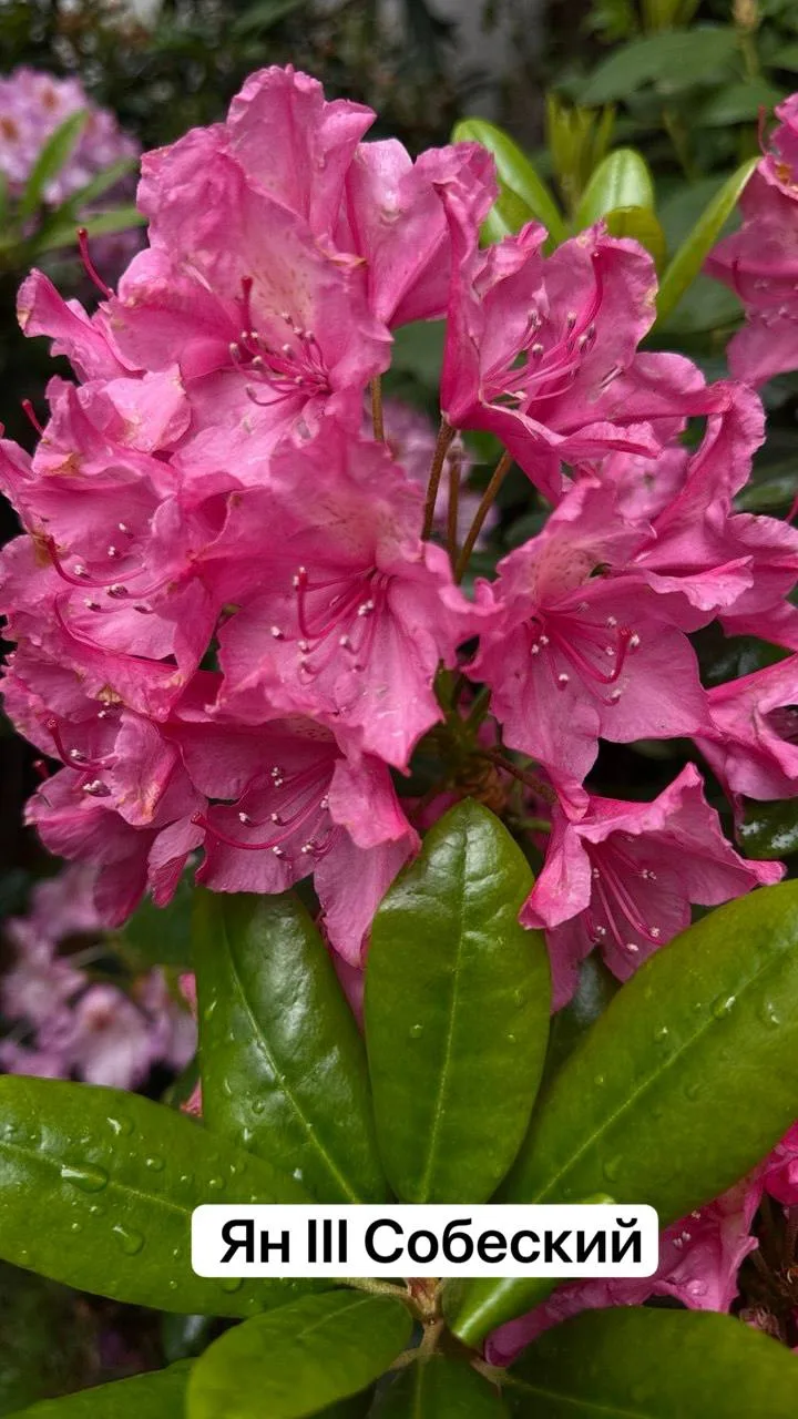 🌿🌸 Отцвели рододендроны. Что надо сделать? 🌸🌿