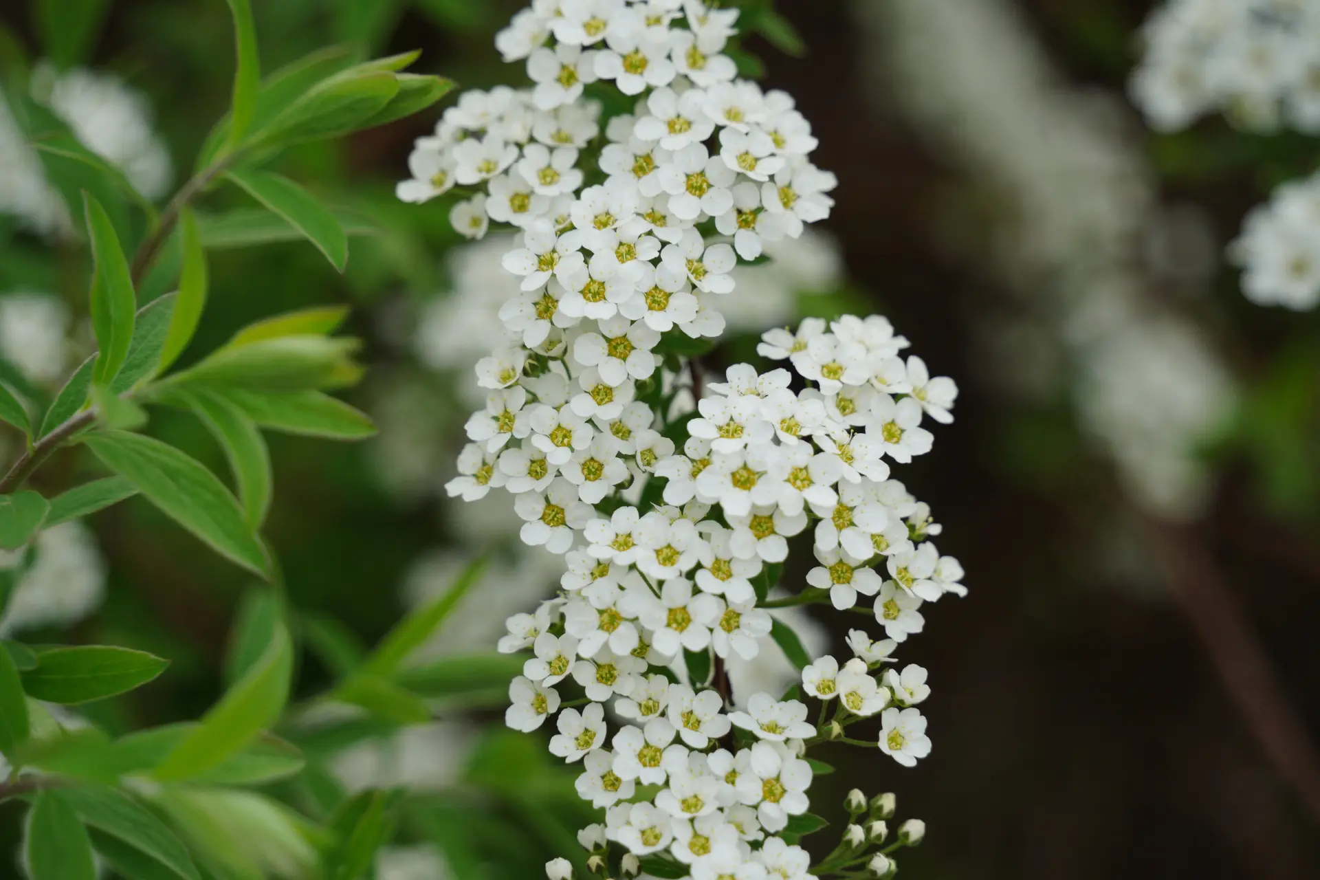 Ухудшение погоды не мешает Вологде цвести и радовать глаз 🌷