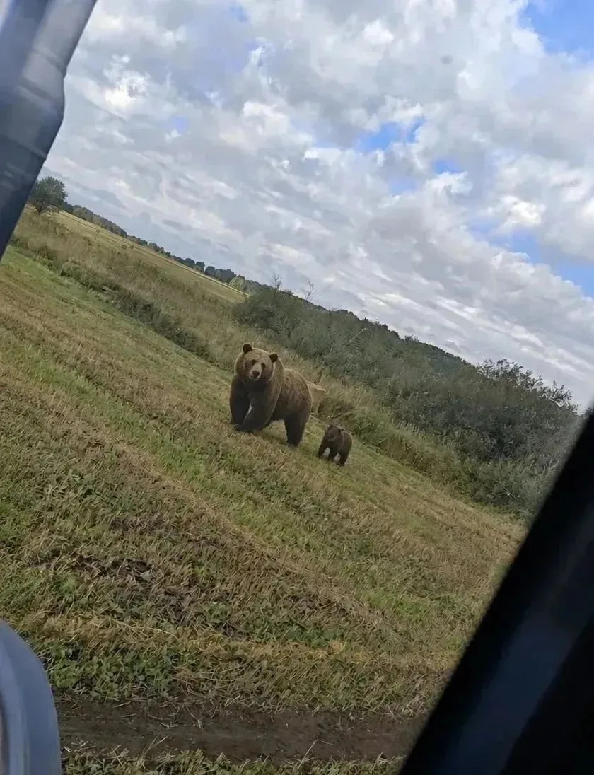 🐻 Медведица с медвежонком вышли к людям в селе Заринского района