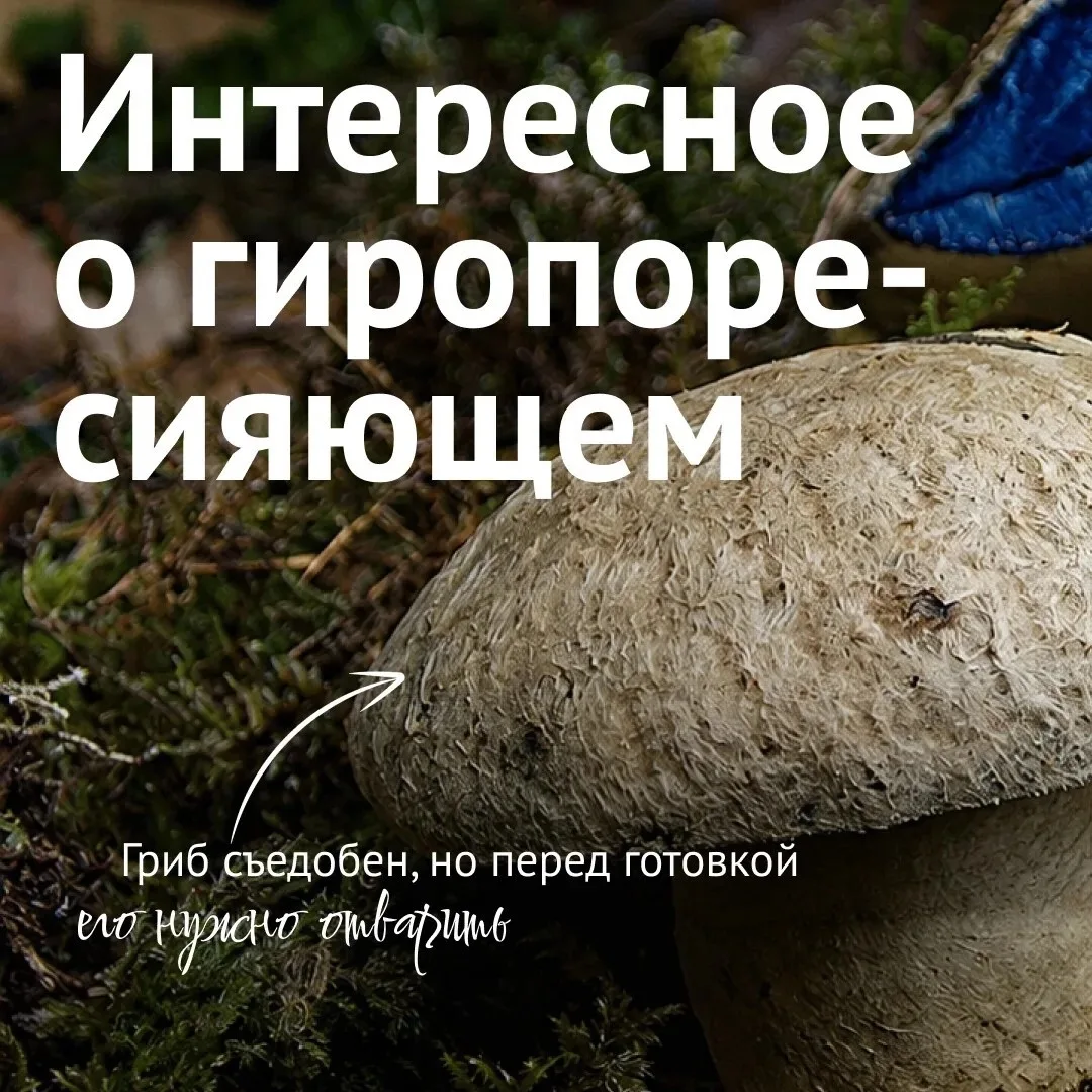 Синеет прямо на глазах: знакомьтесь — гиропор-синеющий