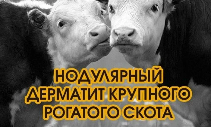 Заразный узелковый дерматит КРС (нодулярный дерматит КРС, бугорчатка) – вирусная болезн...
