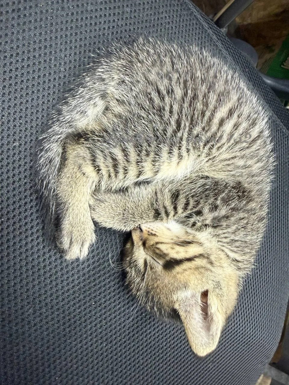 Пусть вечер будет тихим и спокойным🙏🏻
Котейка спит - служба идет😊