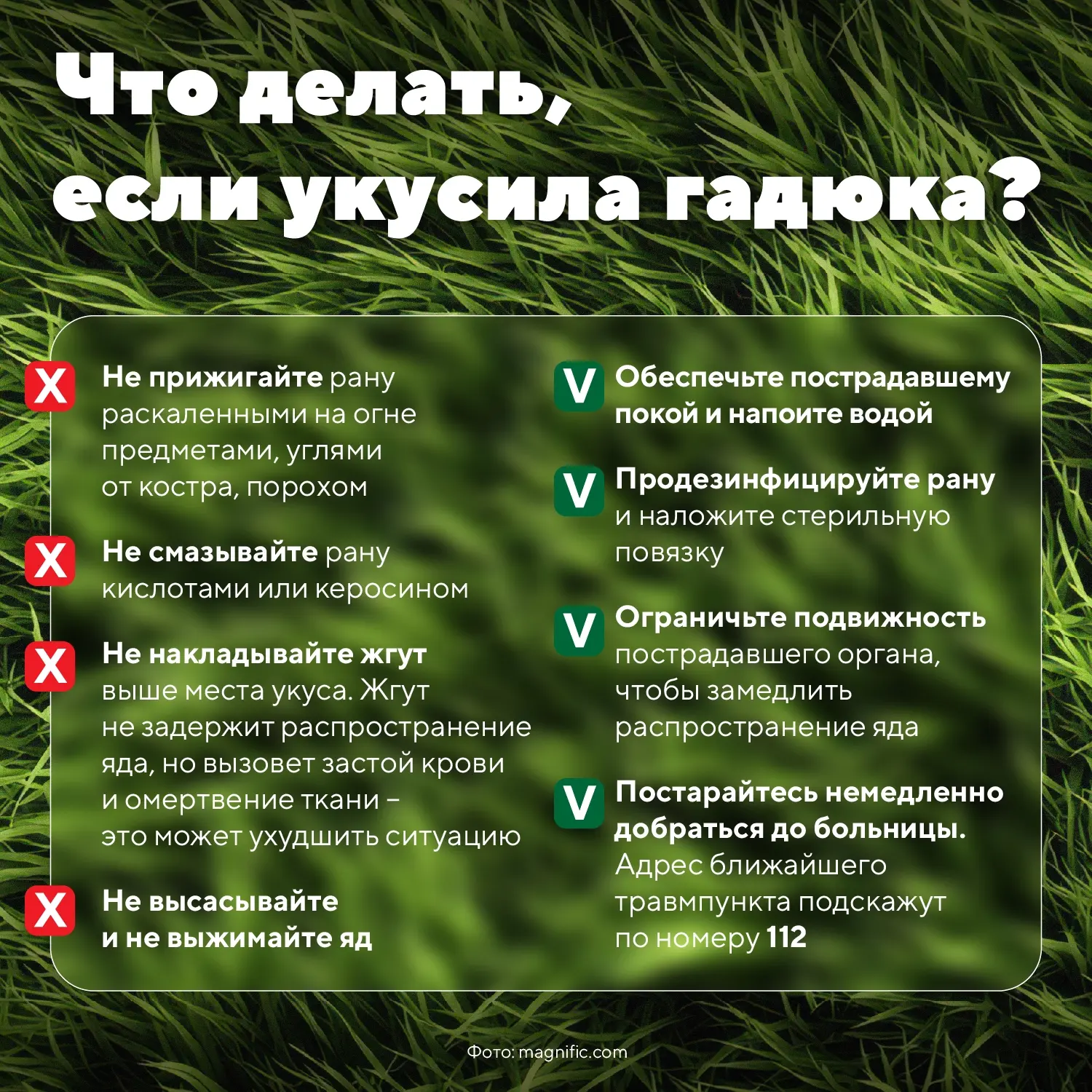 🐍  Что делать, если укусила змея?