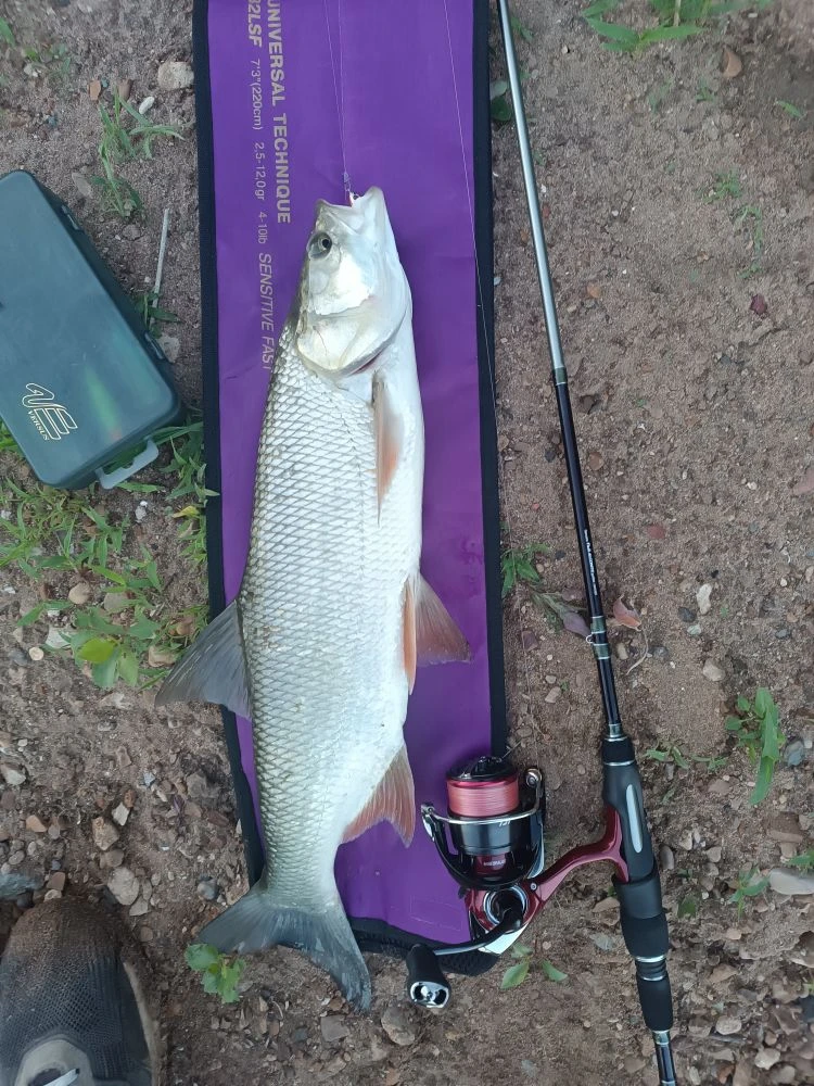 🎣 Улов от подписчика

📍 Река Белая, Уфа.

Рыбалка получилась разнообразной — удалось поймать хорош