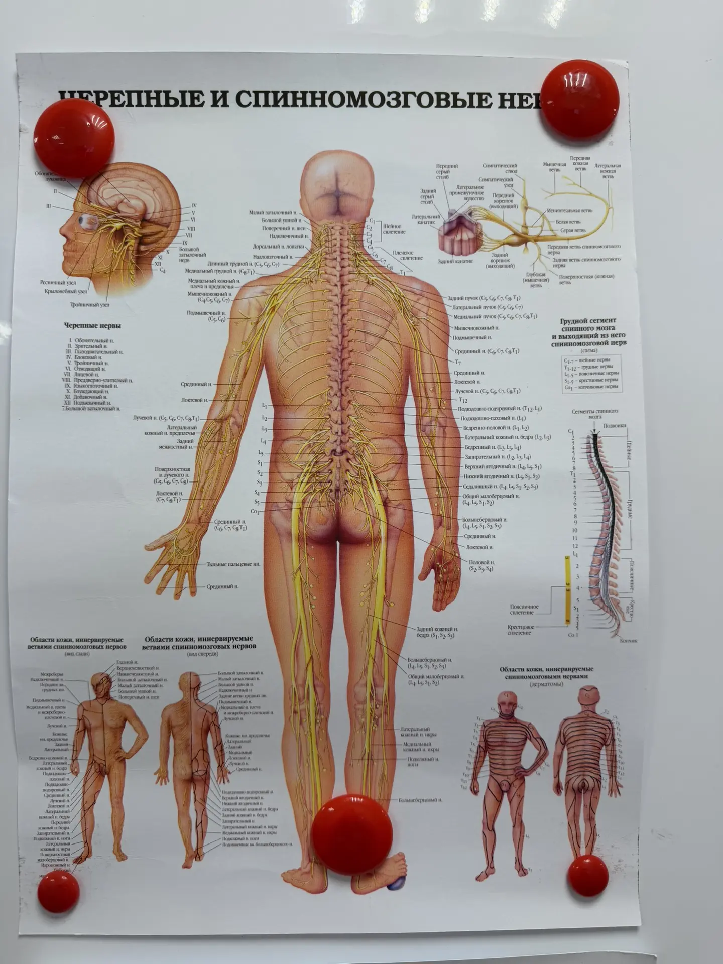 🧠 **ЧЕРЕПНЫЕ И СПИННОМОЗГОВЫЕ НЕРВЫ — ГЛАВНАЯ СИСТЕМА СВЯЗИ В ОРГАНИЗМЕ**

На этой схеме изображена