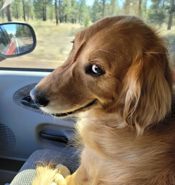 - Ну что, милый, поехали?.. )