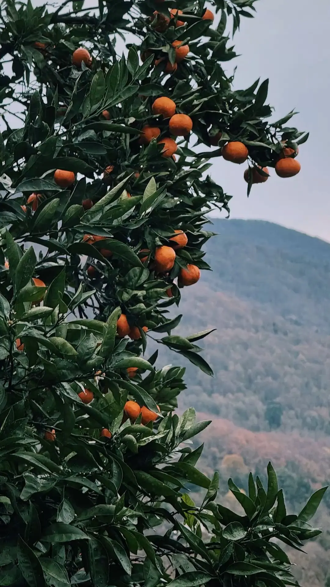 АБХАЗИЯ 🌴   Супер цены из Барнаула в Абхазию 26 мая на 6 ночей❤️‍🔥  Подборка отелей на двоих👇 Полный