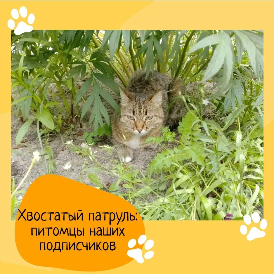📸 Хвостатый патруль: Знакомьтесь, Ласка!