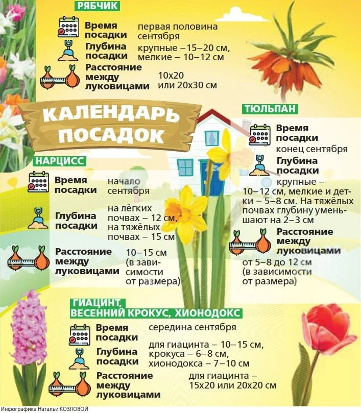 Нарциссы, тюльпаны и рябчики: сажаем луковичные