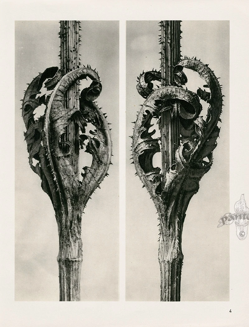 ph: Karl Blossfeldt
Первые фотоработы ученого датируются 90-ми годами XIX столетия. В этот период он