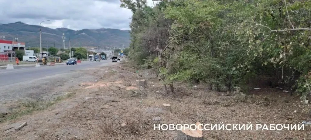 На Борисовской расширяют дорогу: что появится на месте вырубленных деревьев