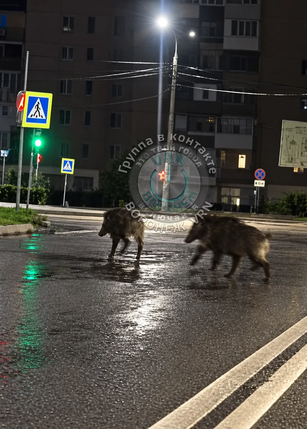 Вы когда-нибудь видели кабанов на улице Комарова, пересечение с Южно-Моравской? Мы тоже нет, всё быв