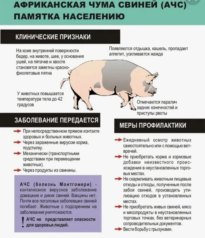 Памятка по африканской чуме свиней