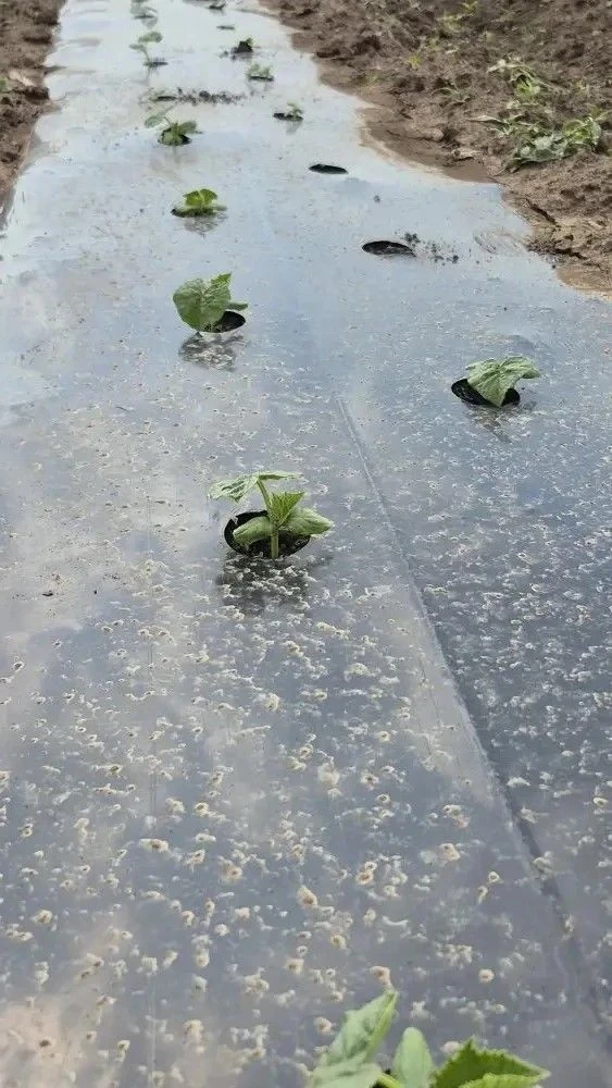 🌱Овощеводство по‑крупному: как семья из села Ишаки построила успешный бизнес с помощью господдержки