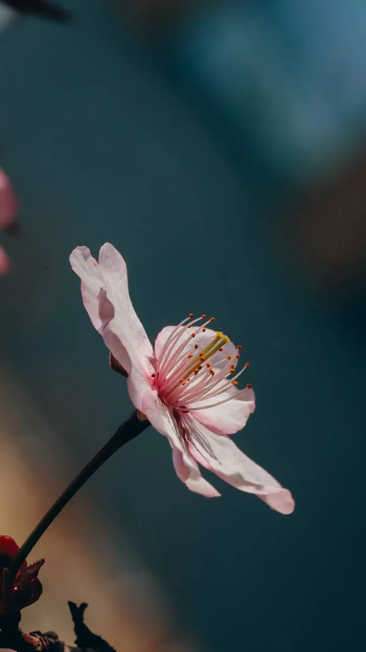 В городе зацвела сакура 😍 🌸  Доброе утро, Южно-Сахалинск! Май радует тёплым началом дня, не смотря н