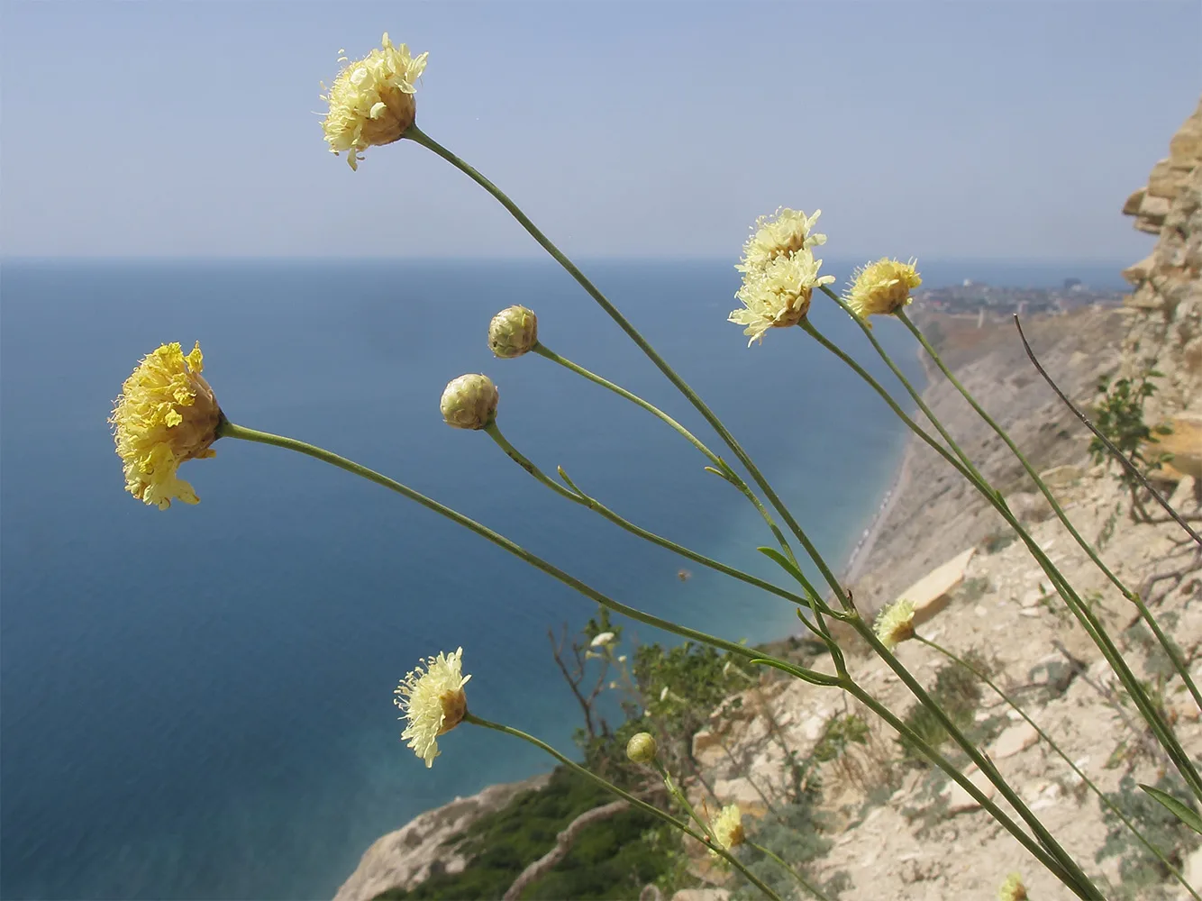 Головчатка кожистая (Cephalaria coriacea).