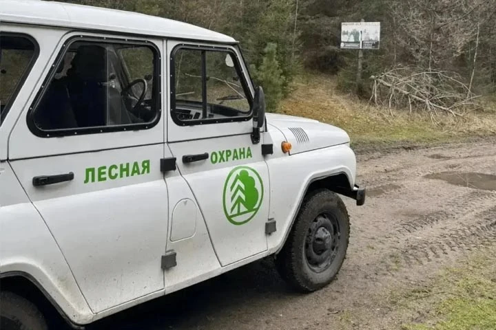 В Хакасии участились незаконные рубки леса