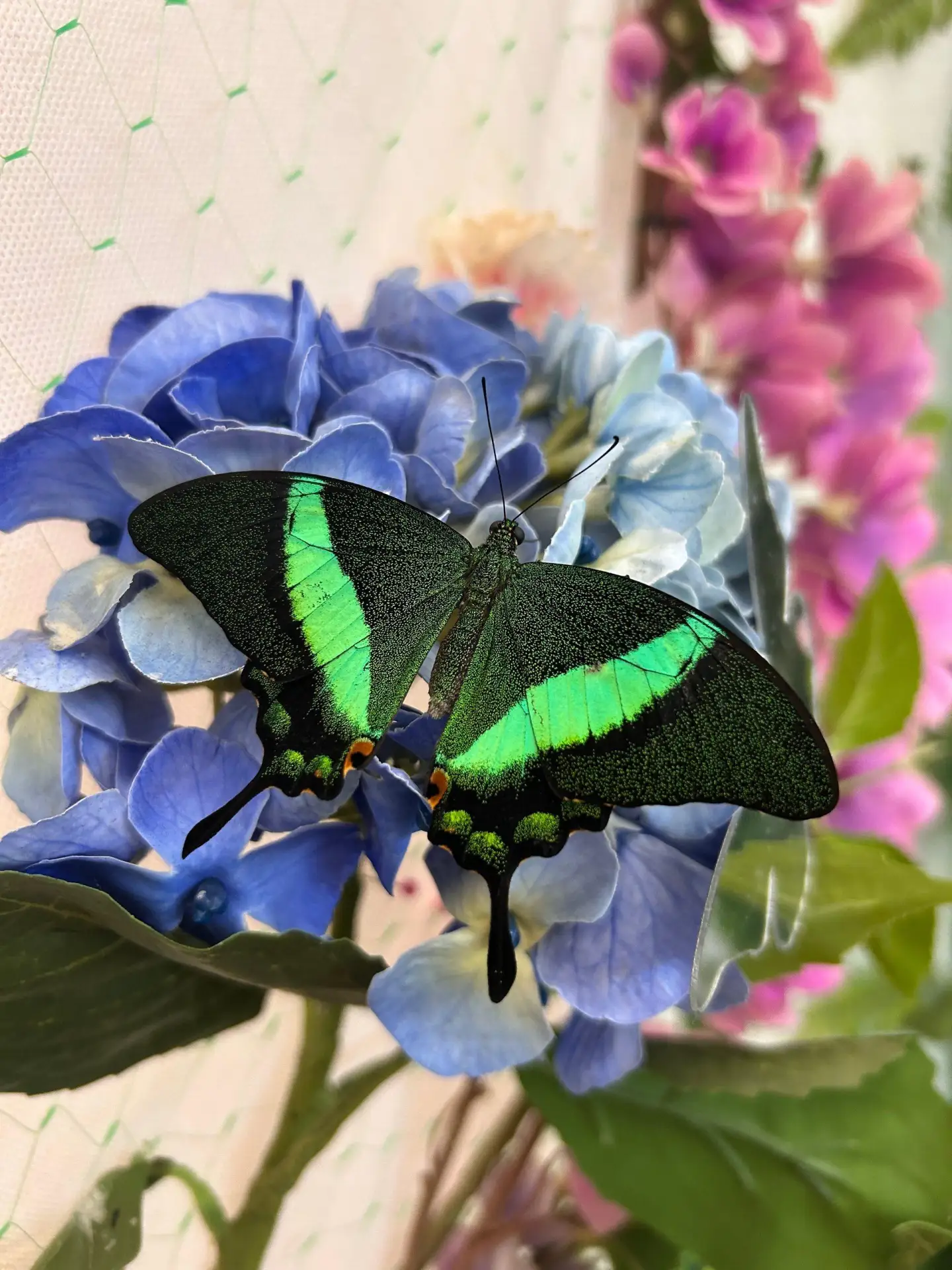 Парк живых тропических бабочек 🦋
