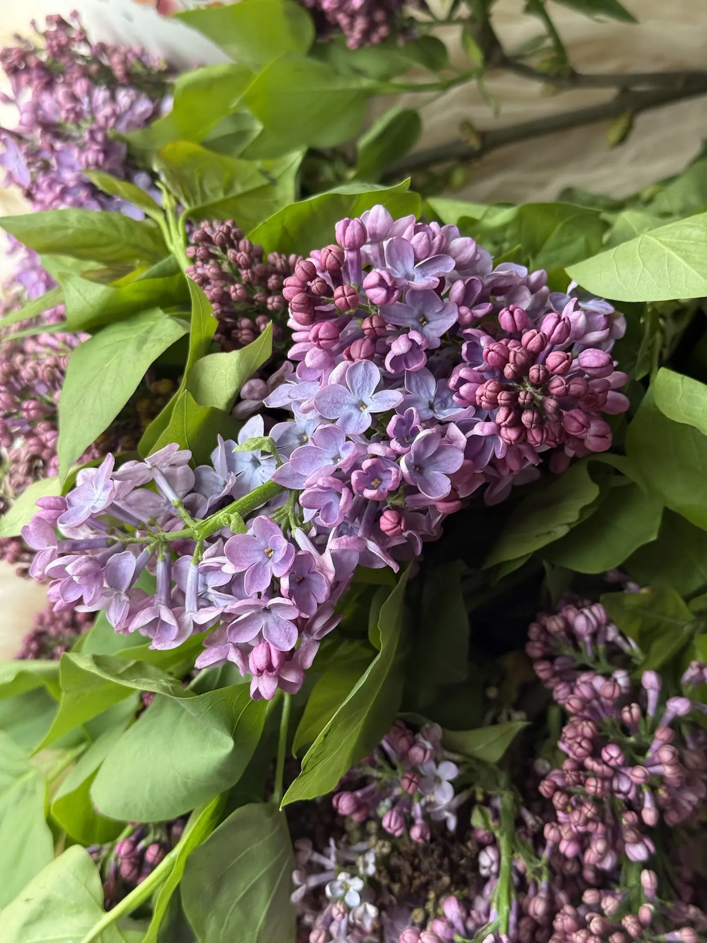 Дорогие друзья! 🌸