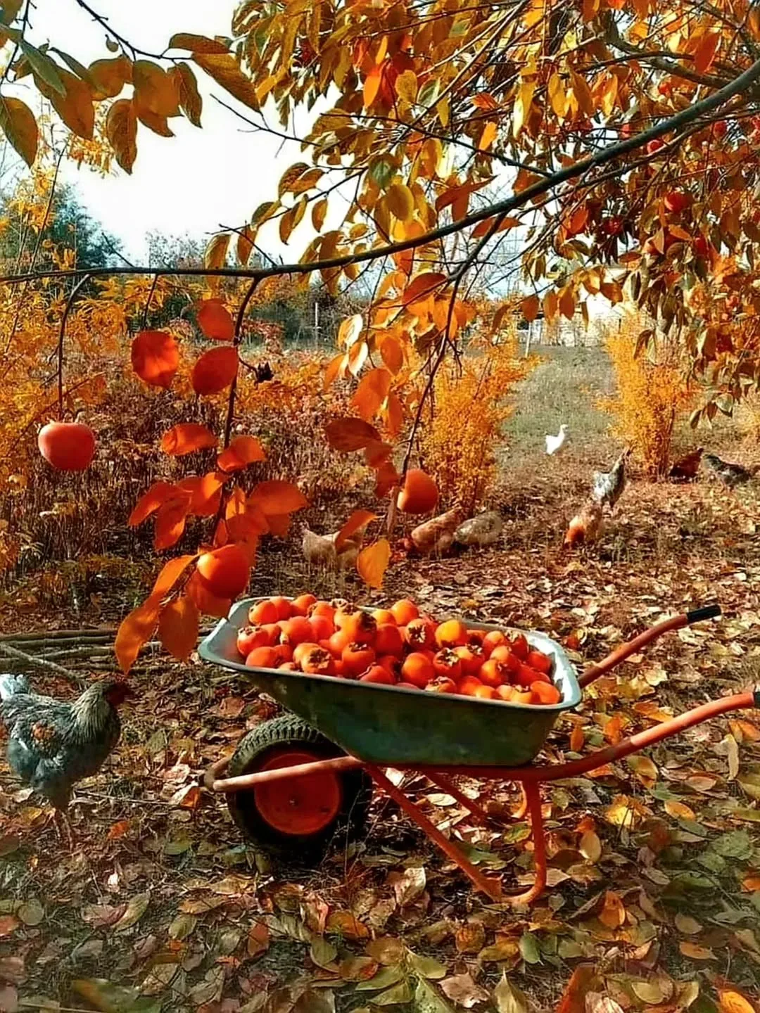 🍊 Хурма в Абхазии — один из самых любимых осенних фруктов! Её сочные плоды становятся ...