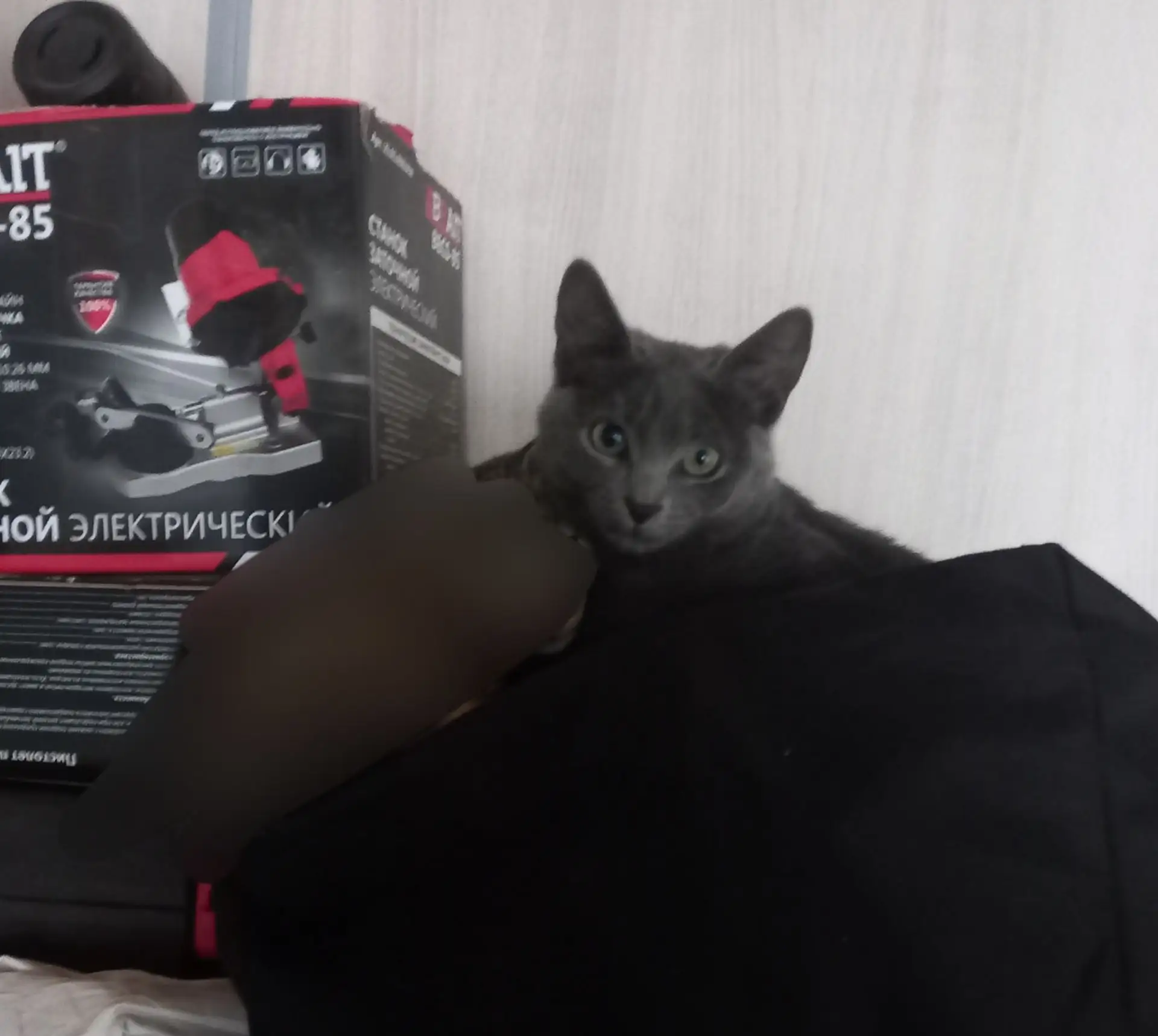 ПРОПАЛА КОШКА!