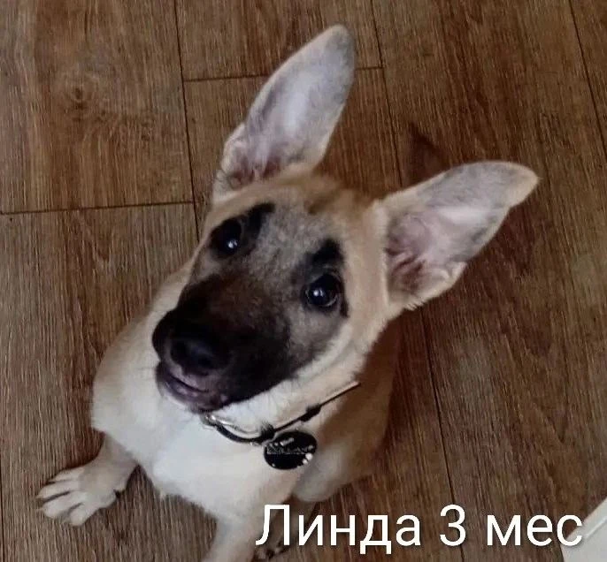 🔥🔥П Р И С Т Р О Й !в частный дом , квартиру по одной или сразу двух звоночков в теплы...