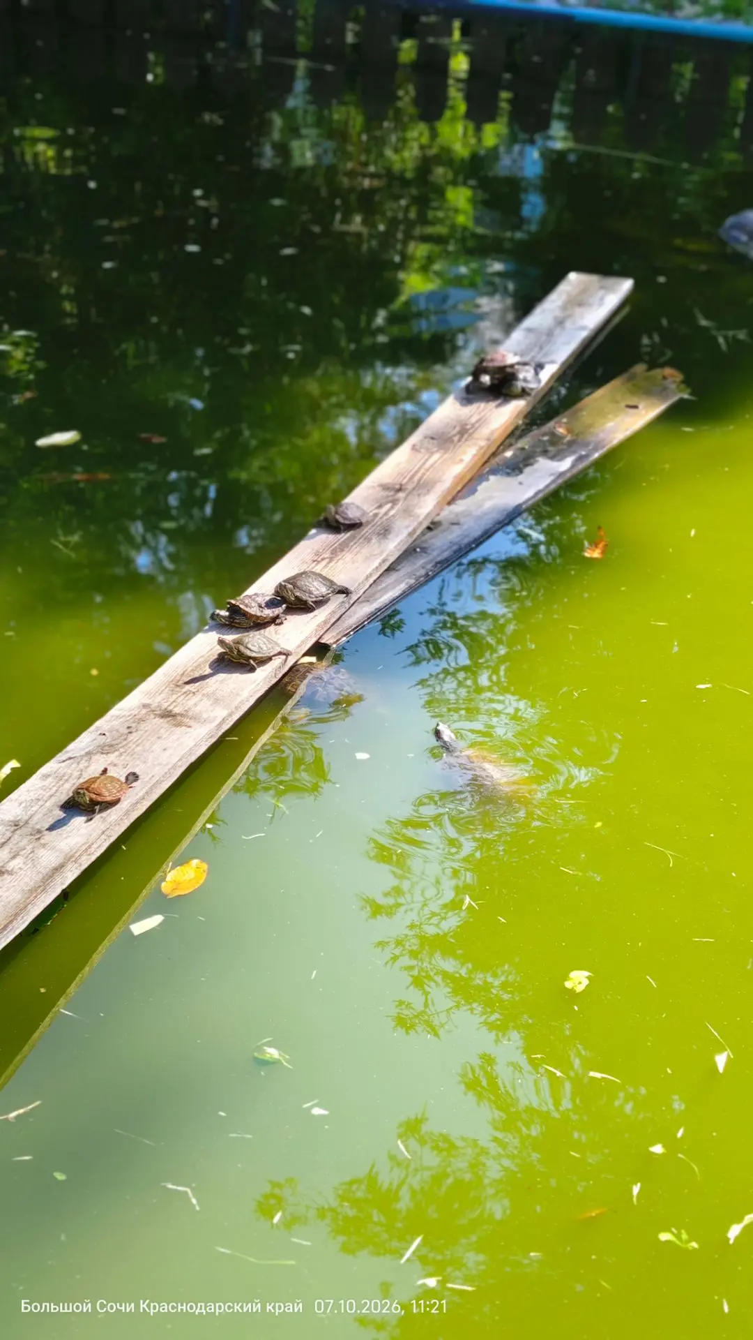Черепашки в парке. Такие красивые, греются на солнышке. 🐢☀️