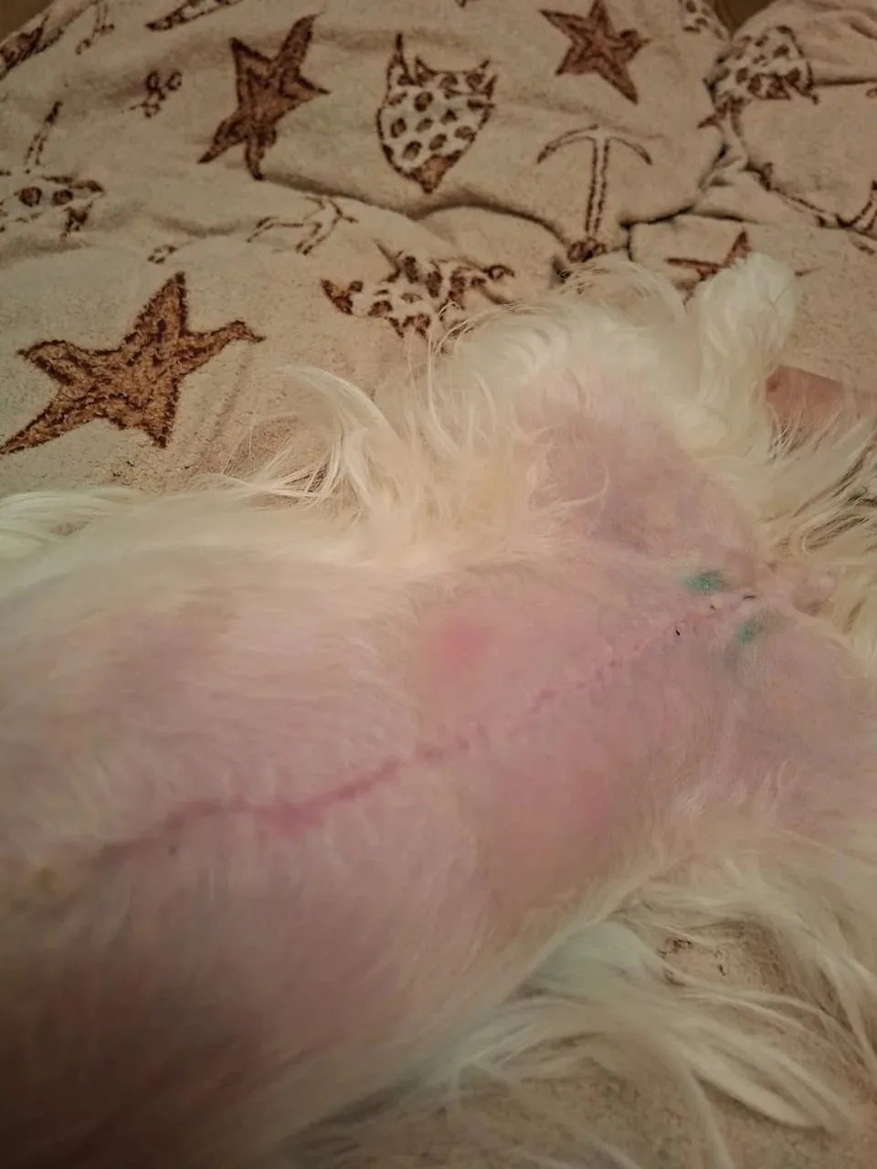 🐶🐶🐶На прием к ветеринарным специалистам ГБУ АО " Астраханская областная ветеринарная...