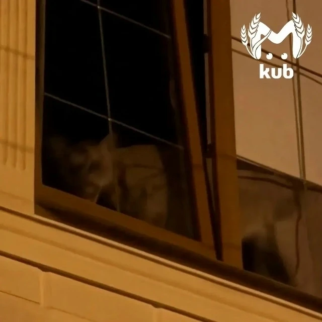 Домашнюю пуму нашли в обычной краснодарской квартире. Ее хозяину грозит штраф 30 тысяч рублей и само