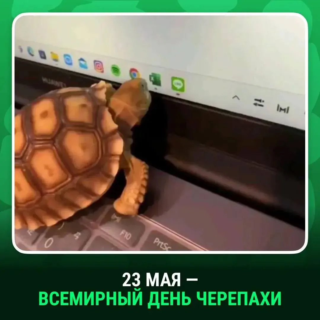 С днем черепахи!  Сегодня можно делать дела с черепашьей скоростью: суббота же, расслабьтесь.  А воо