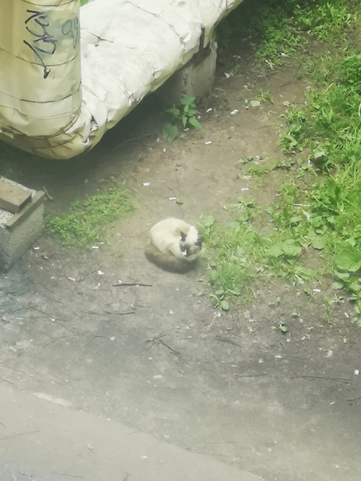 Здравствуйте! В районе Морозова 33 появилась новая кошечка, на вид домашняя, сиамская с...