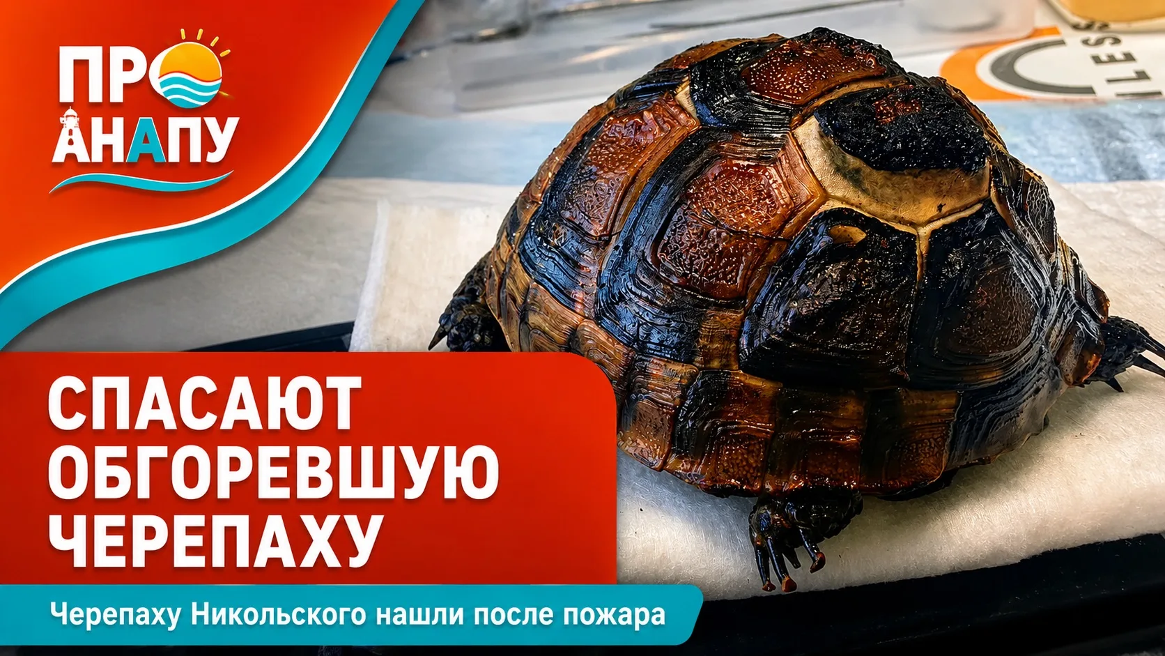 После пожара в Анапе спасают обгоревшую краснокнижную черепаху Никольского