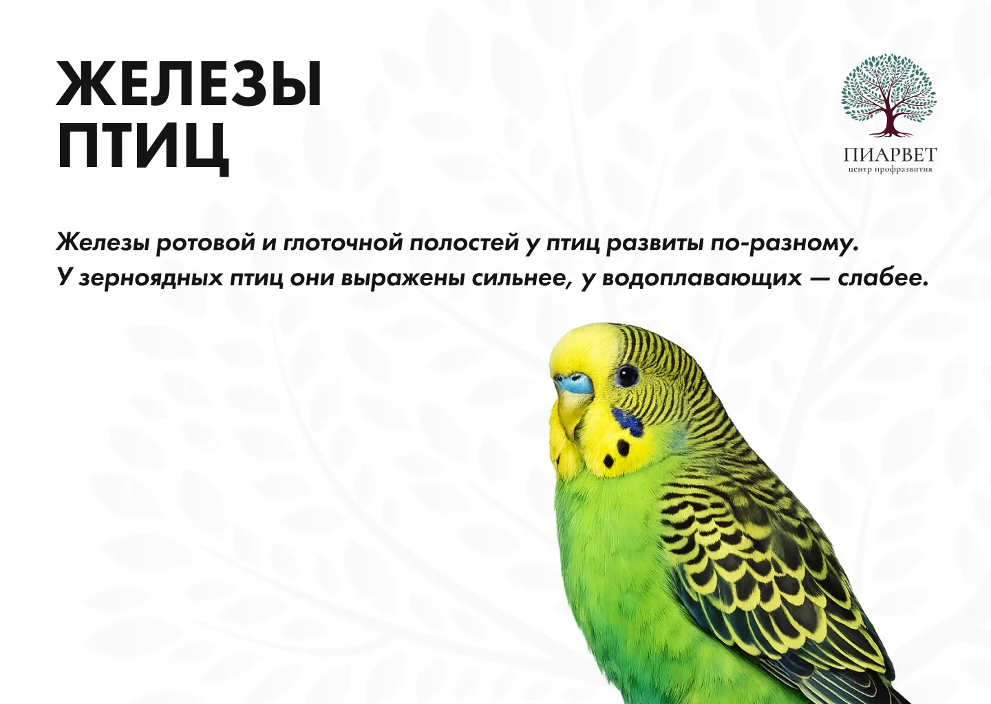 Подготовили для вас краткие карточки по орнитологии — с базой, которую важно понимать к...