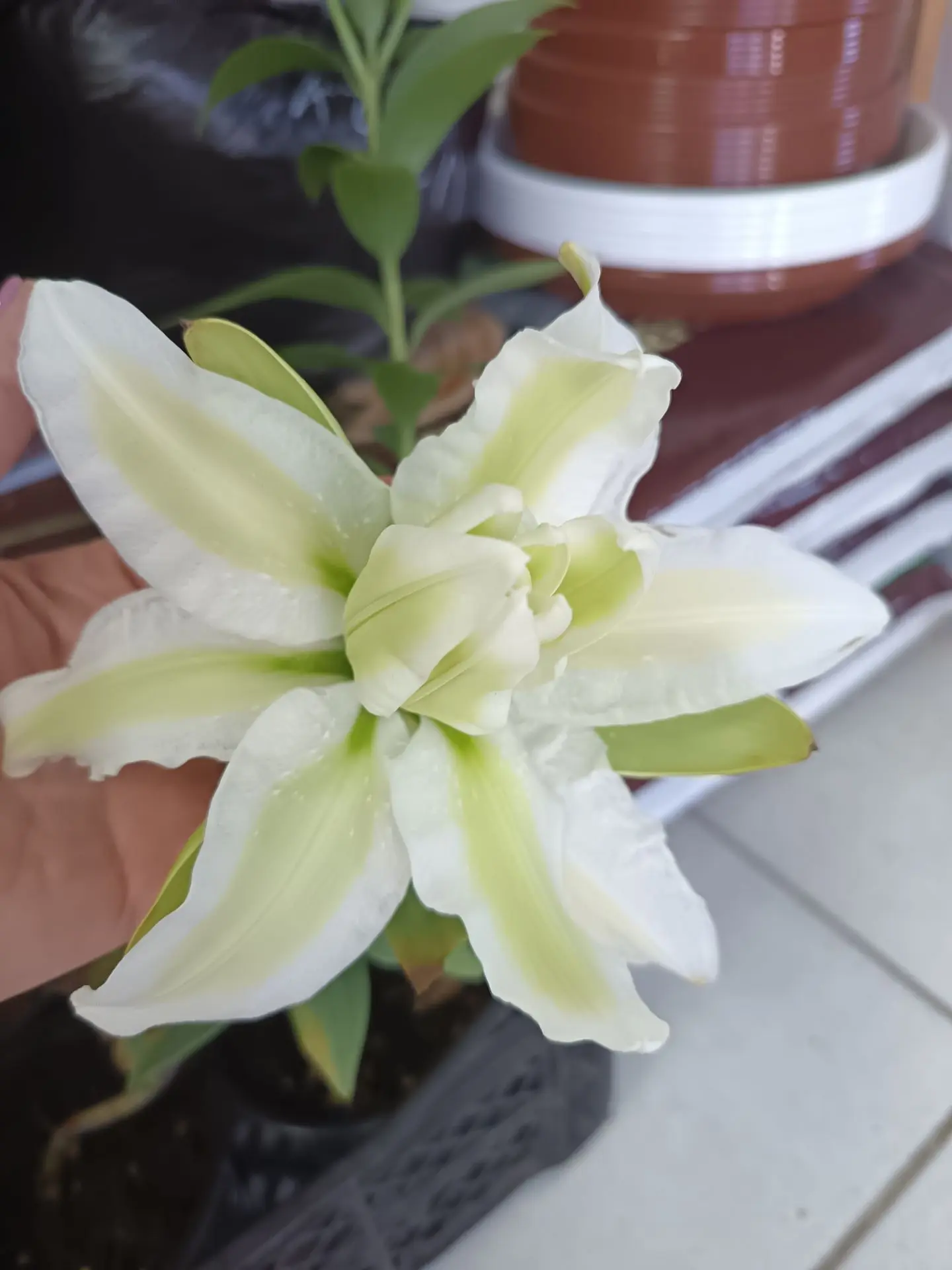 🌺 Лилия!