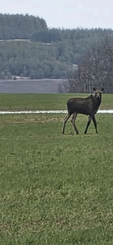Апрель — время активности лосей! 🦌
Во время патрулирования в Мокшанском-Чернозерском участковом лес