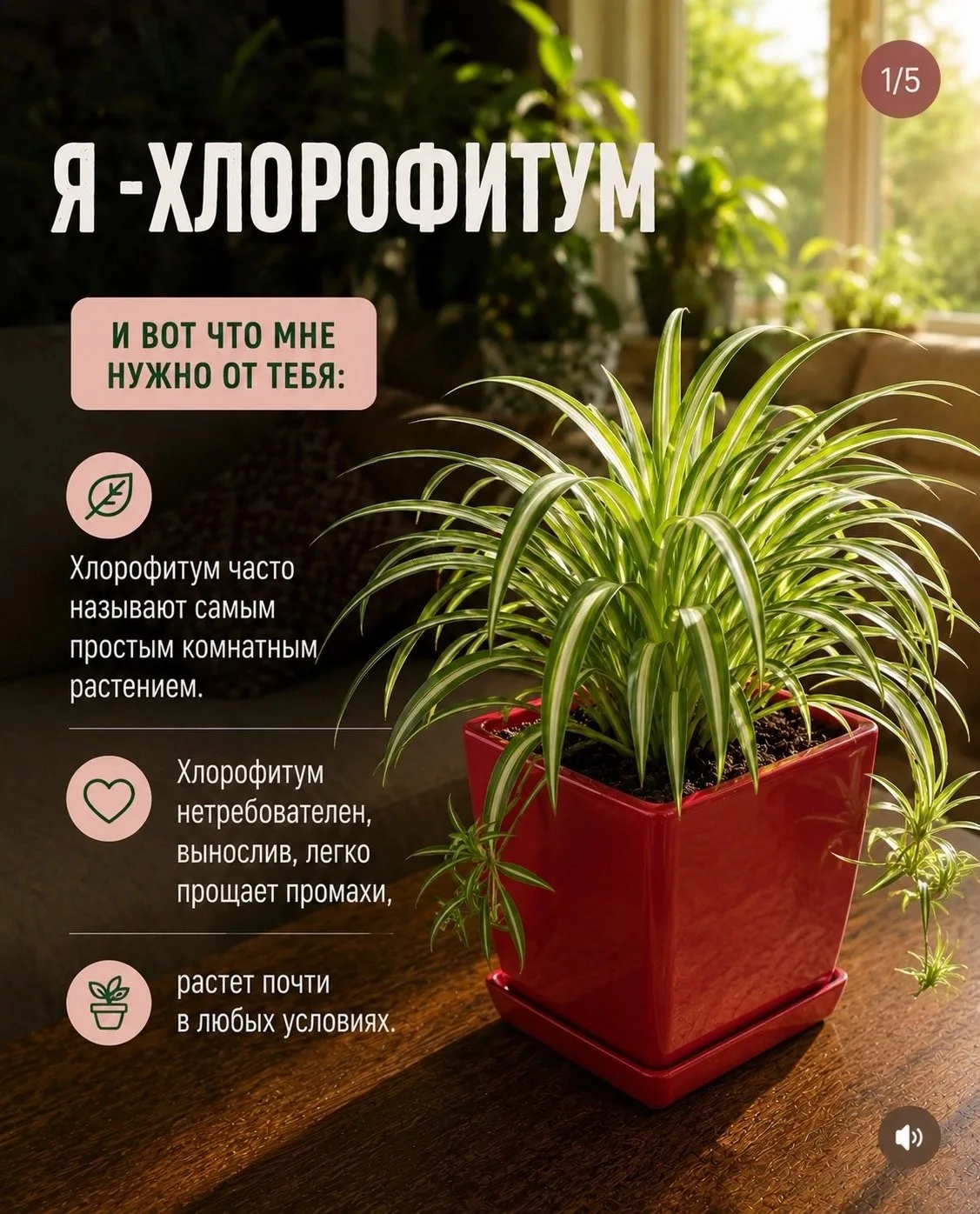 Эстетика неприхотливости: главные правила ухода за хлорофитумом ✨🤍