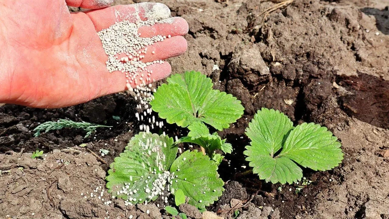Осенний эликсир для смородины и клубники — как одно удобрение прибавляет +30% к урожаю....