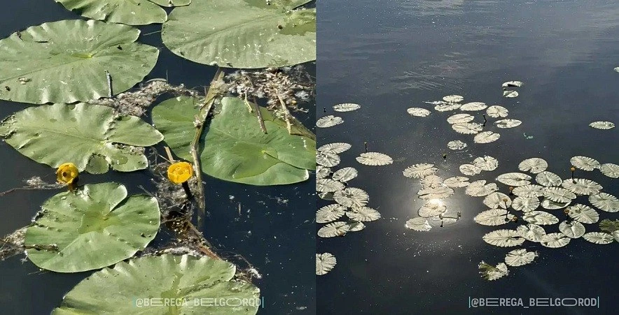 🌼 Если будете гулять в парке «Берега», присмотритесь к воде

Там сейчас цветут жёлтые кубышки. Эти 