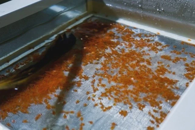 🐟 В регион завезли 50 тысяч штук икры кумжи
